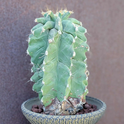 Astrophytum Ornatum cv. Kikko - 10" tall!