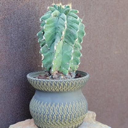 Astrophytum Ornatum cv. Kikko - 10" tall!