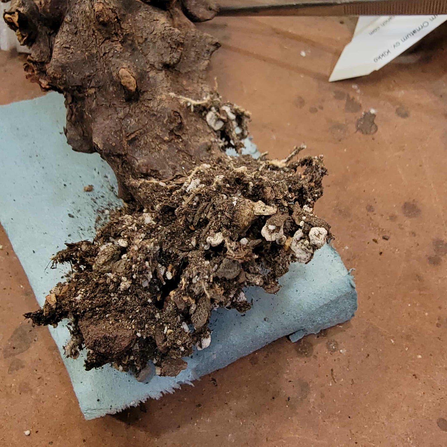 Astrophytum Ornatum cv. Kikko - 10" tall!