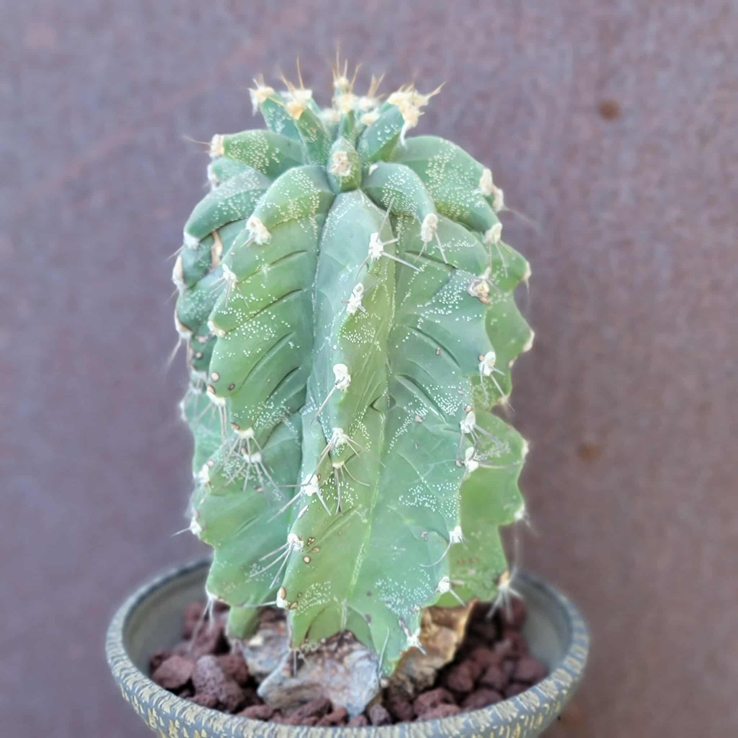 Astrophytum Ornatum cv. Kikko - 10" tall!