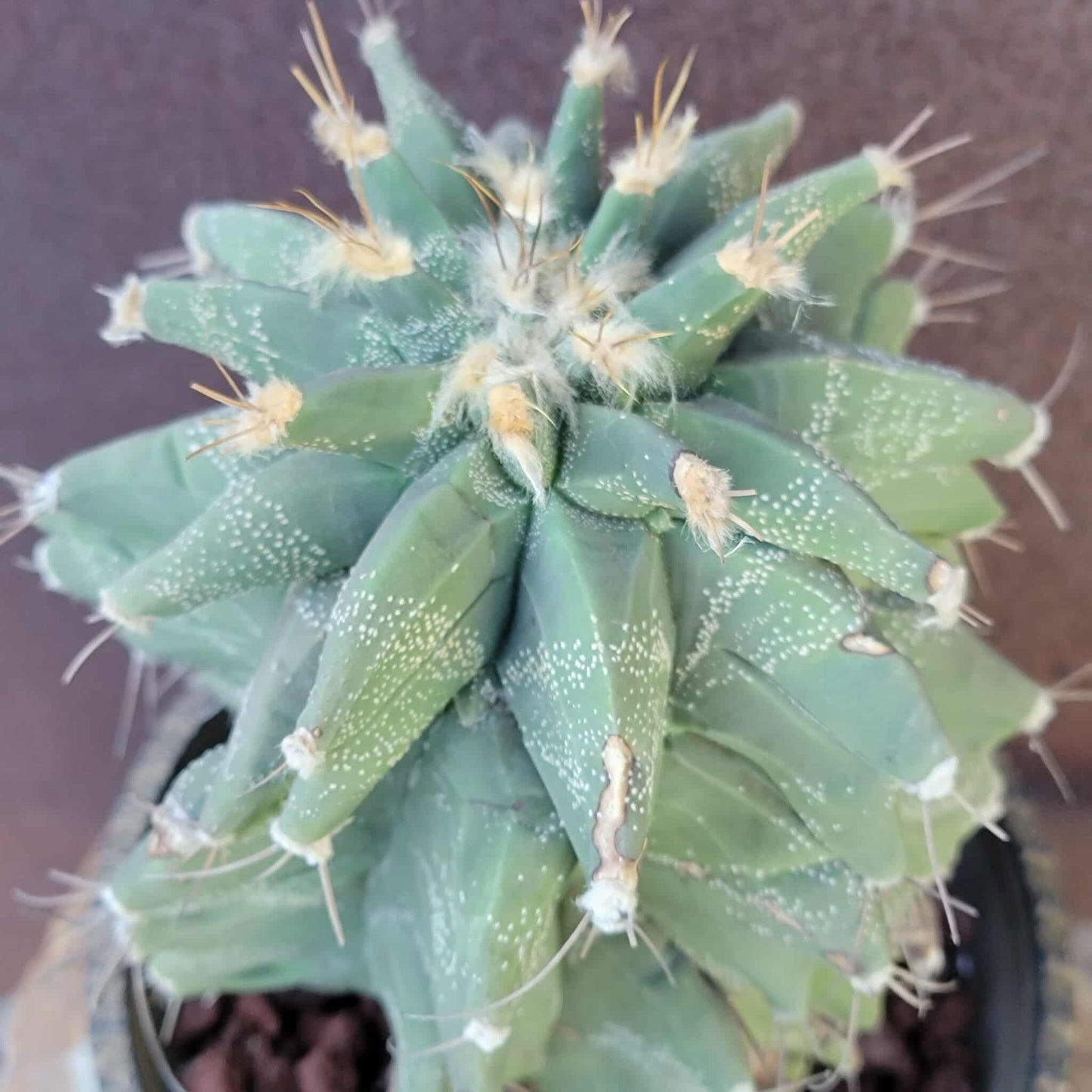 Astrophytum Ornatum cv. Kikko - 10" tall!