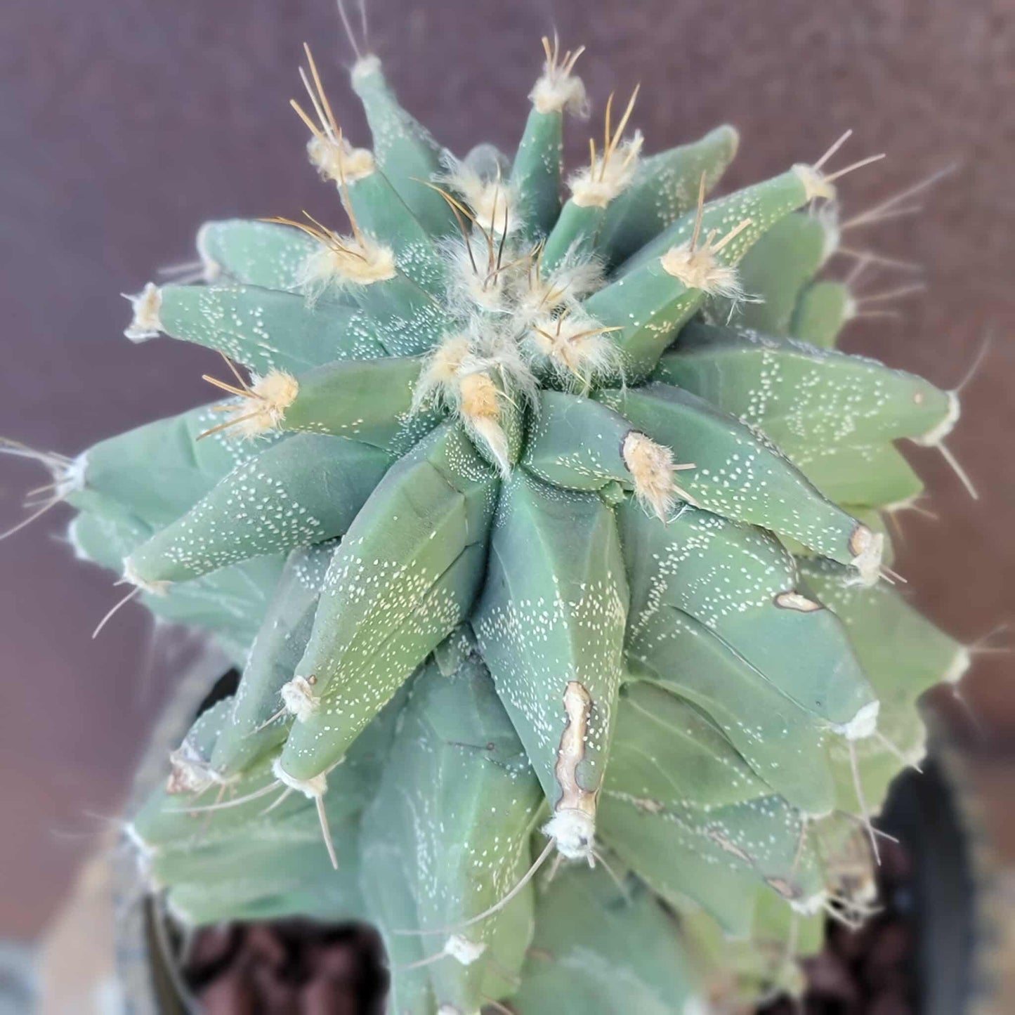 Astrophytum Ornatum cv. Kikko - 10" tall!