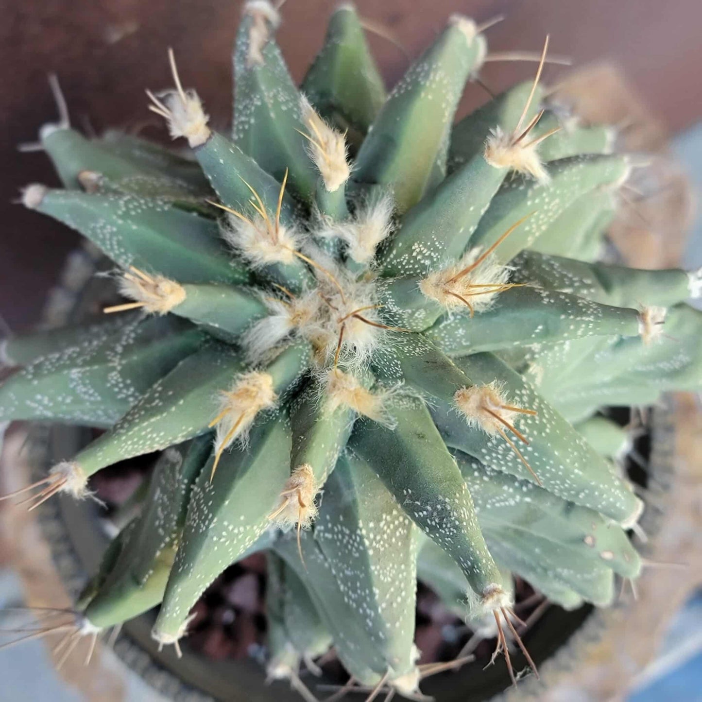 Astrophytum Ornatum cv. Kikko - 10" tall!