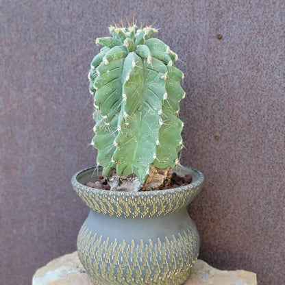 Astrophytum Ornatum cv. Kikko - 10" tall!