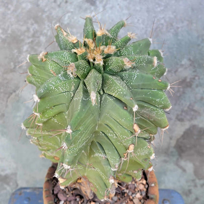 Astrophytum Ornatum cv. Kikko - 11" tall!