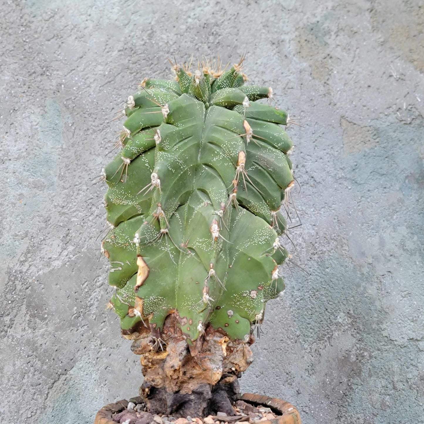 Astrophytum Ornatum cv. Kikko - 11" tall!