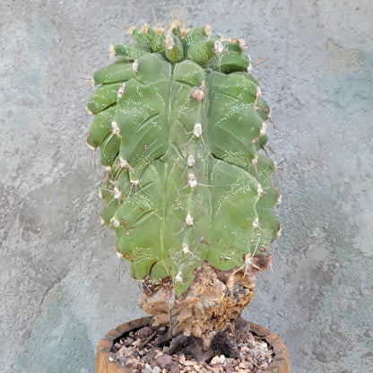 Astrophytum Ornatum cv. Kikko - 11" tall!