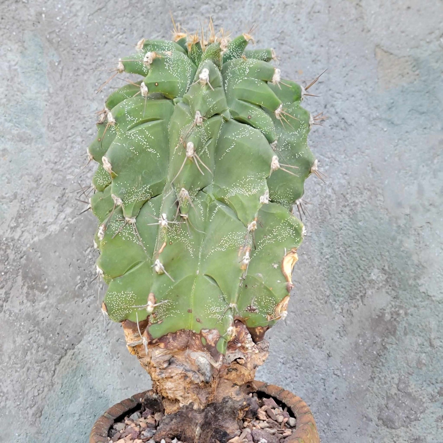 Astrophytum Ornatum cv. Kikko - 11" tall!