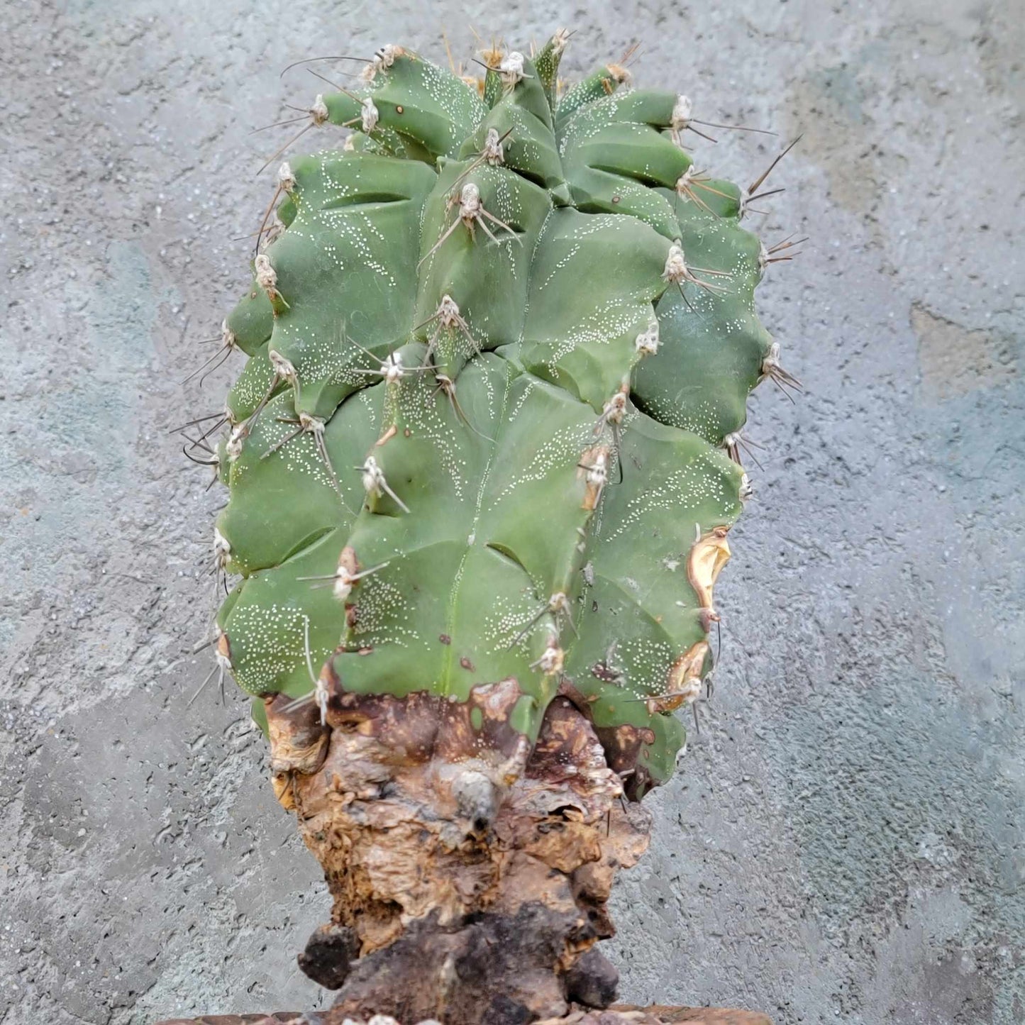 Astrophytum Ornatum cv. Kikko - 11" tall!