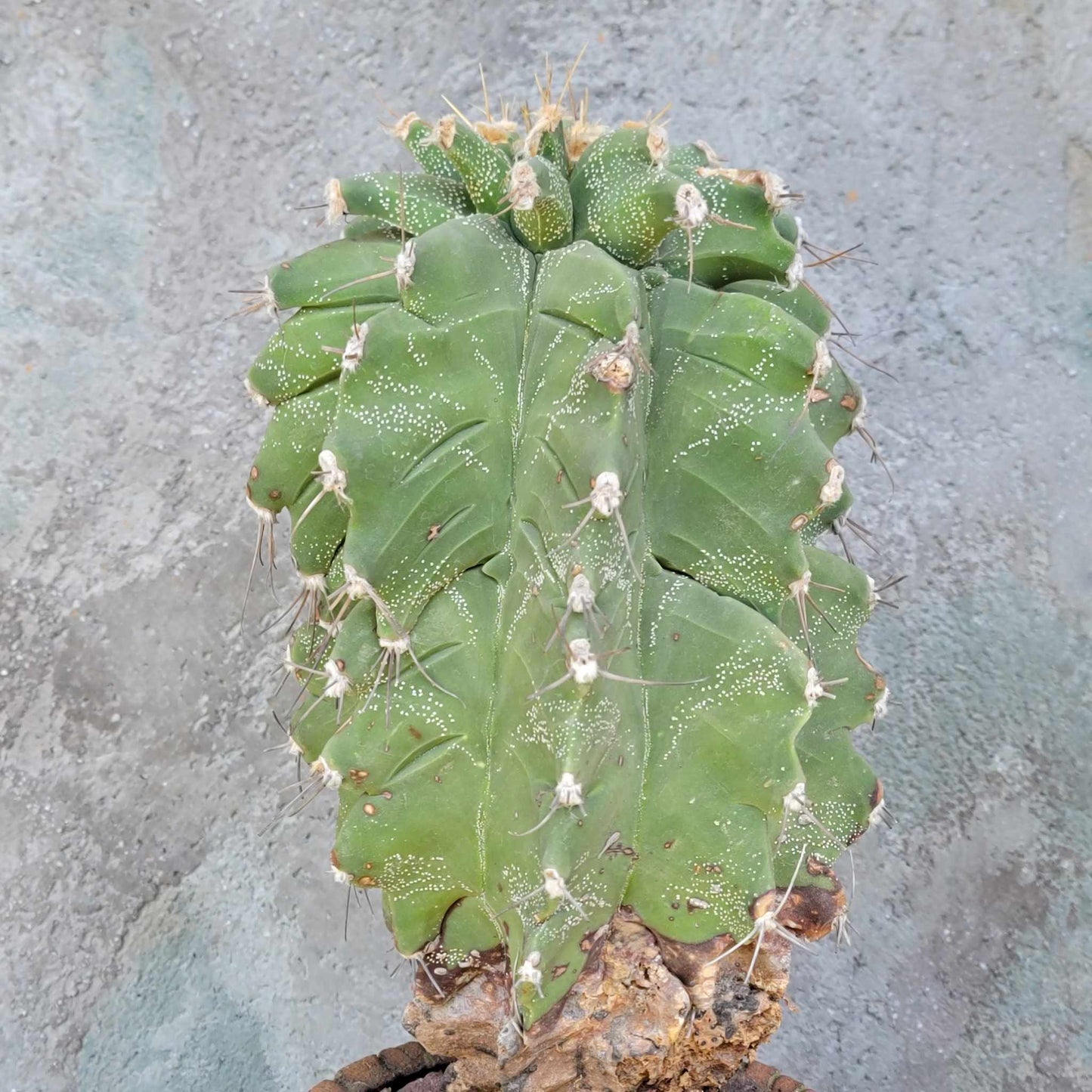 Astrophytum Ornatum cv. Kikko - 11" tall!