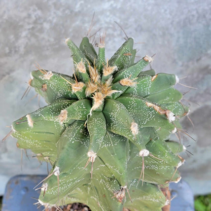 Astrophytum Ornatum cv. Kikko - 11" tall!