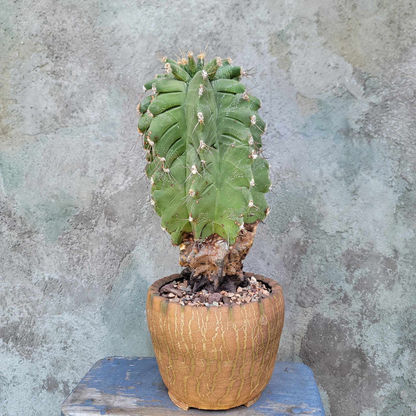 Astrophytum Ornatum cv. Kikko - 11" tall!