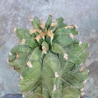 Astrophytum Ornatum cv. Kikko - 11" tall!