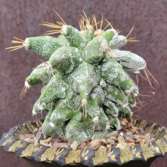 Astrophytum Ornatum cv. Kikko