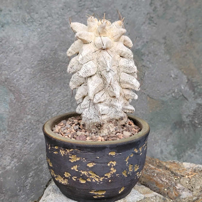 Astrophytum Ornatum cv. Kikko