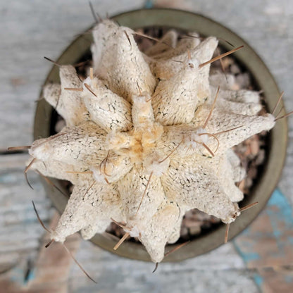 Astrophytum Ornatum cv. Kikko