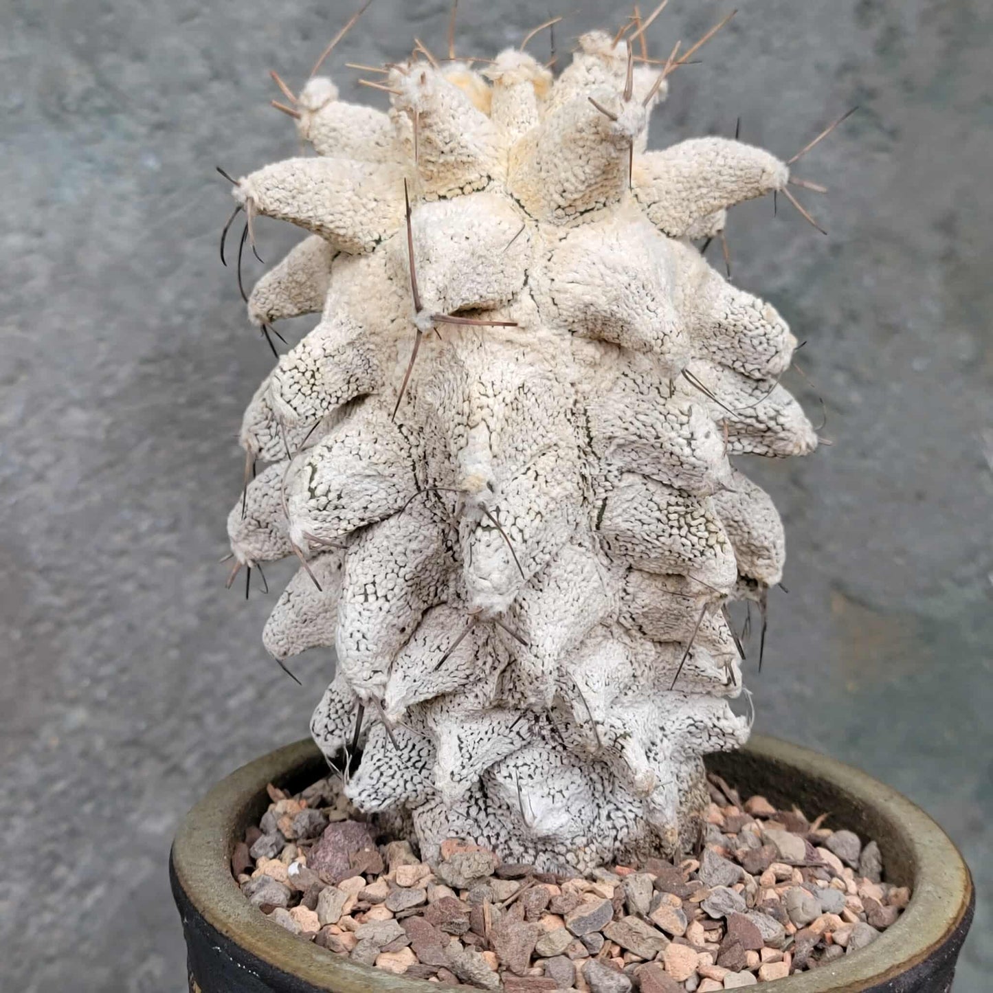 Astrophytum Ornatum cv. Kikko