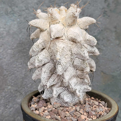 Astrophytum Ornatum cv. Kikko