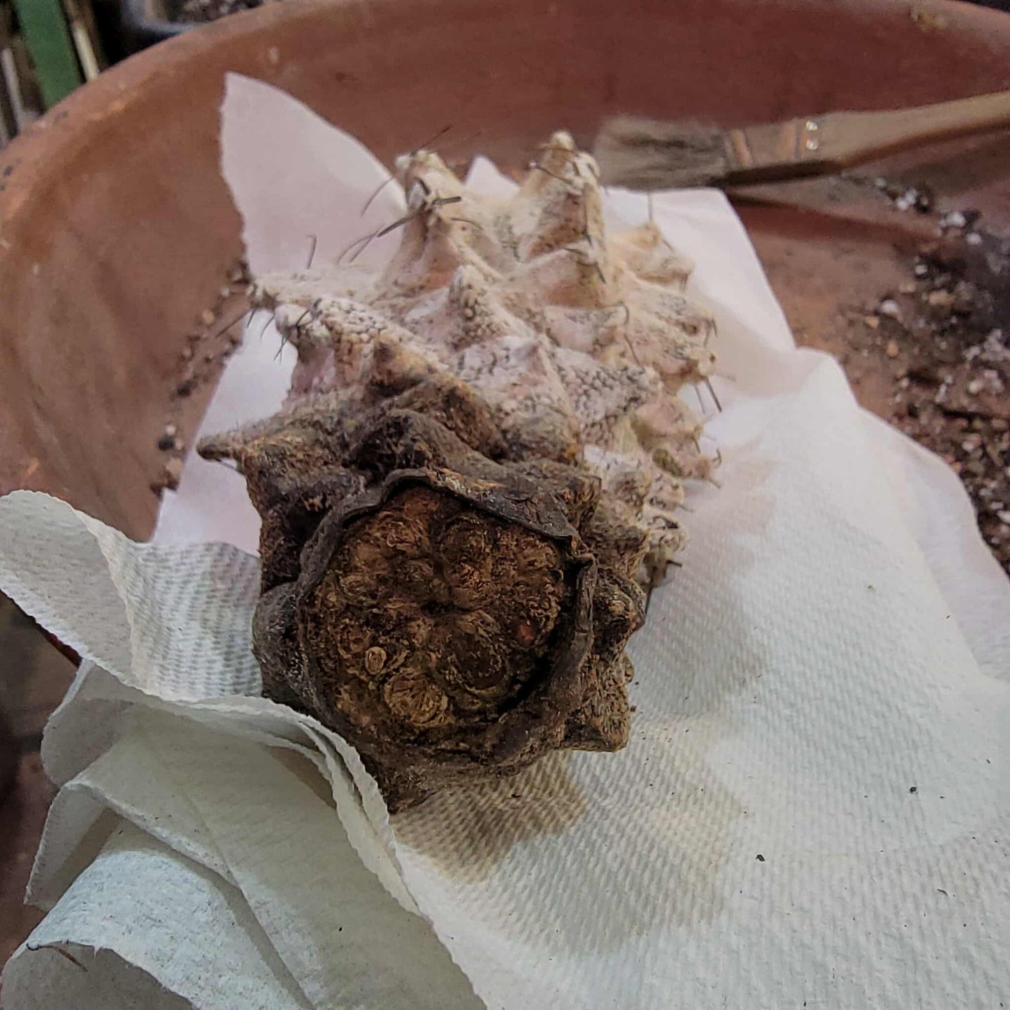 Astrophytum Ornatum cv. Kikko