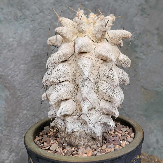 Astrophytum Ornatum cv. Kikko
