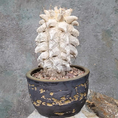 Astrophytum Ornatum cv. Kikko