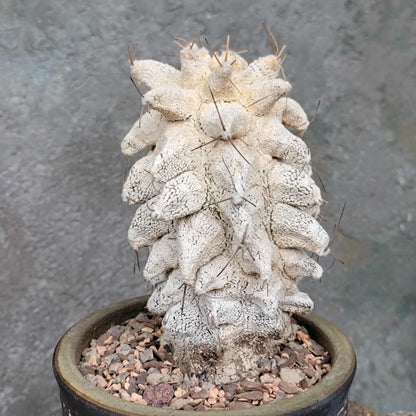 Astrophytum Ornatum cv. Kikko