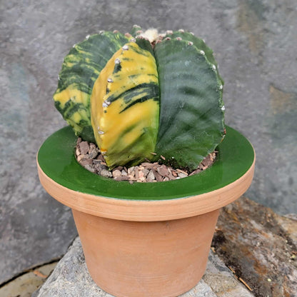 Astrophytum myriostigma v nudum f. variegata - Variegated Bishop's Cap - Big!