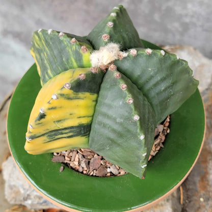 Astrophytum myriostigma v nudum f. variegata - Variegated Bishop's Cap - Big!