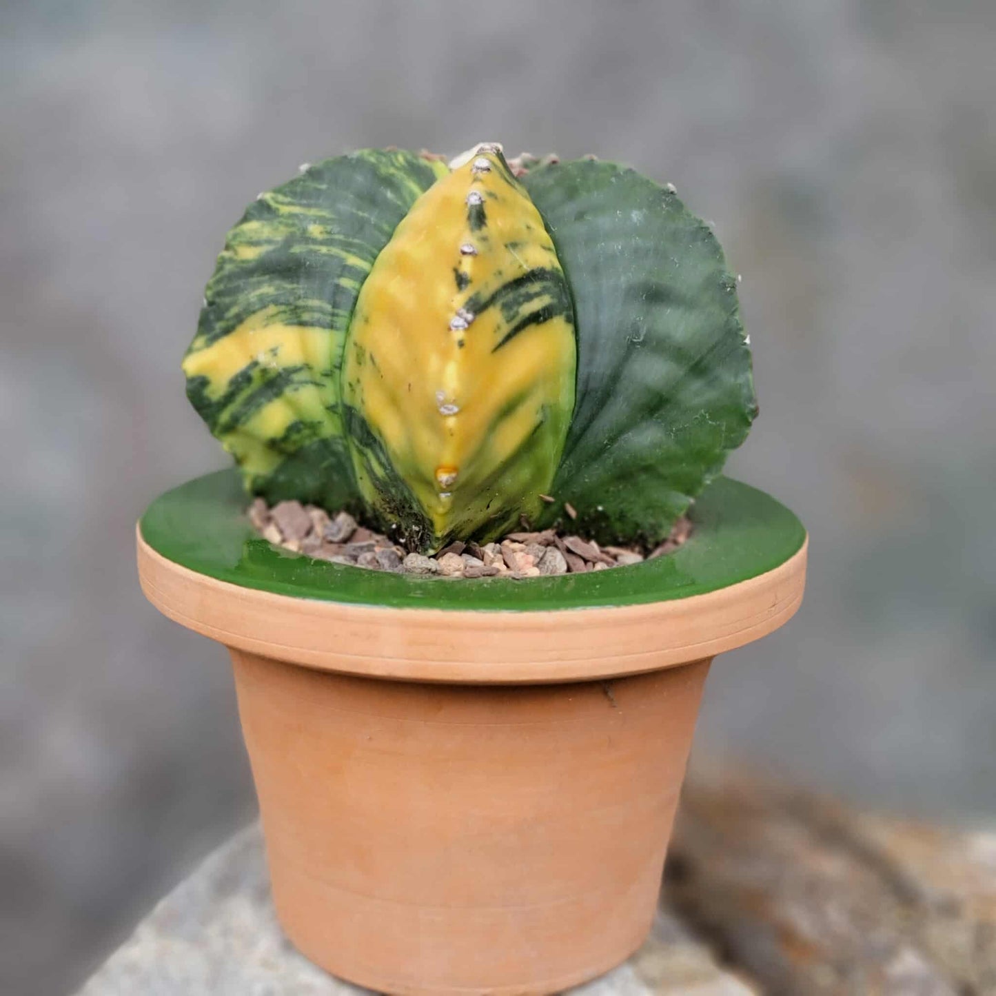 Astrophytum myriostigma v nudum f. variegata - Variegated Bishop's Cap - Big!