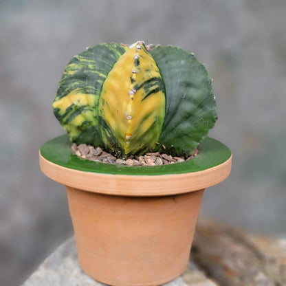 Astrophytum myriostigma v nudum f. variegata - Variegated Bishop's Cap - Big!