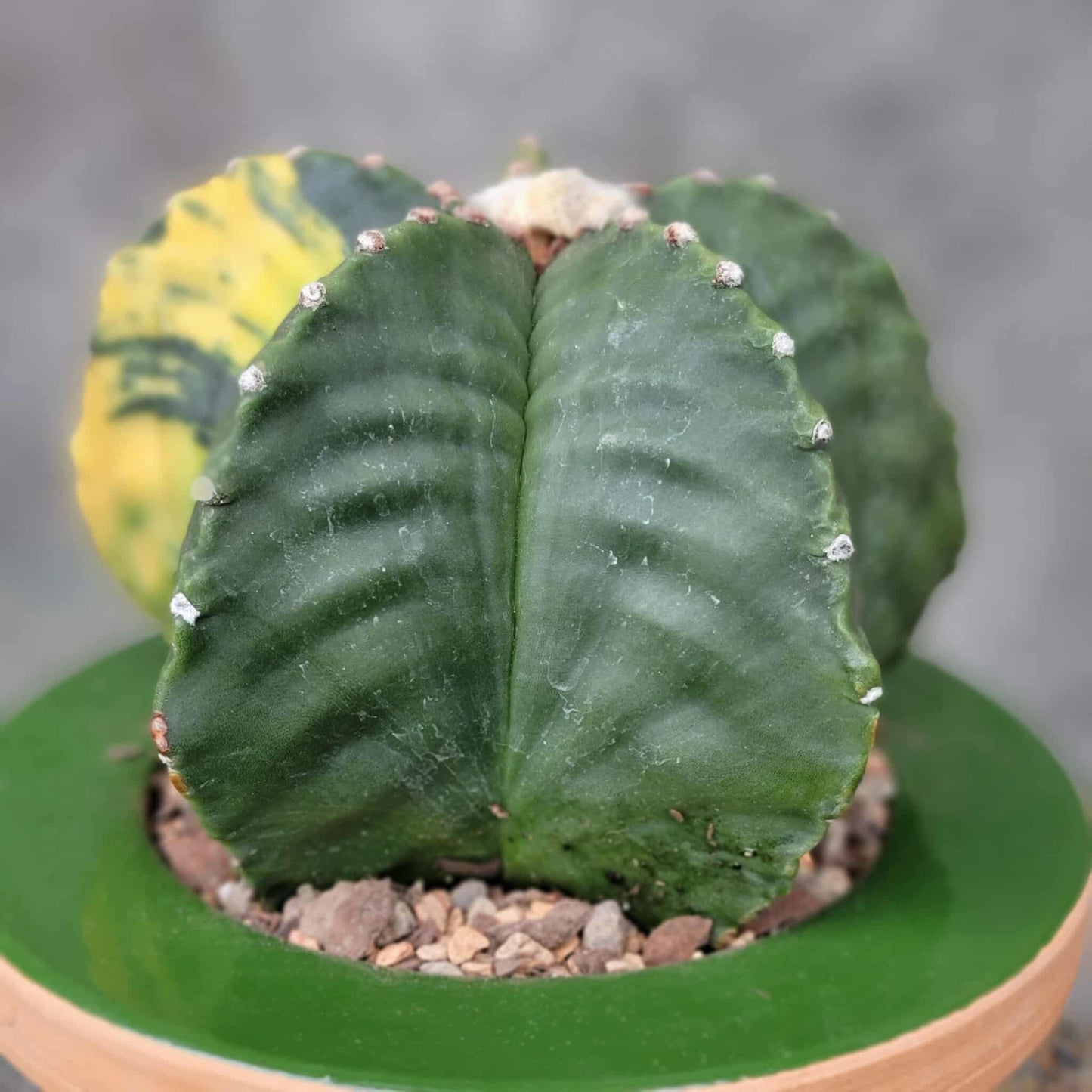 Astrophytum myriostigma v nudum f. variegata - Variegated Bishop's Cap - Big!