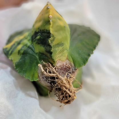Astrophytum myriostigma v nudum f. variegata - Variegated Bishop's Cap - Big!