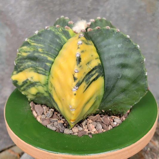 Astrophytum myriostigma v nudum f. variegata - Variegated Bishop's Cap - Big!