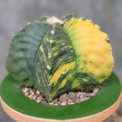 Astrophytum myriostigma v nudum f. variegata - Variegated Bishop's Cap - Big!