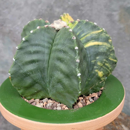 Astrophytum myriostigma v nudum f. variegata - Variegated Bishop's Cap - Big!