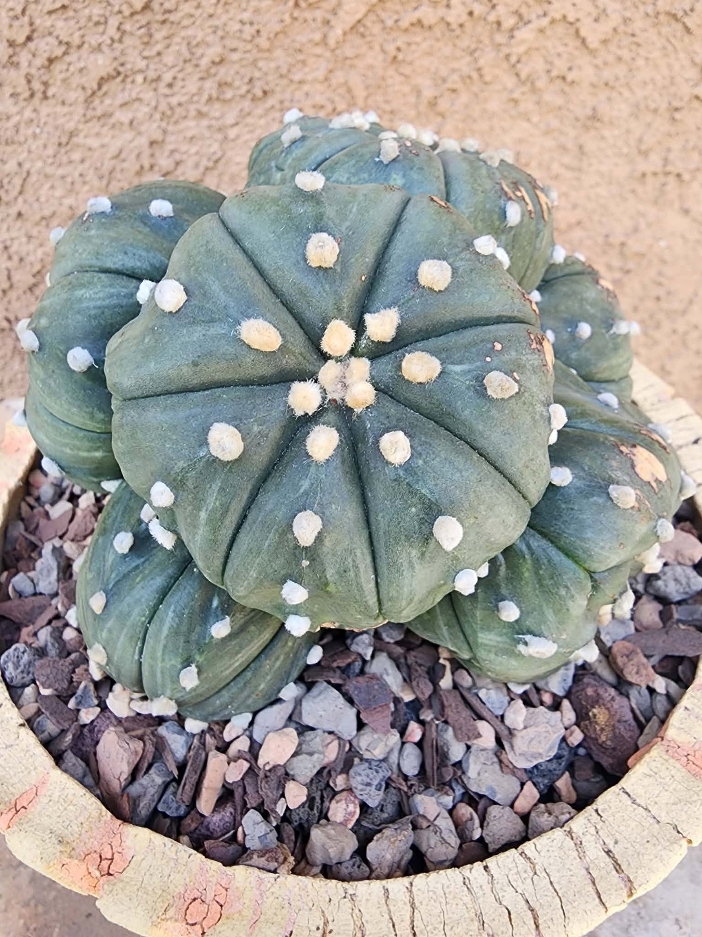 Astrophytum asterias - BIG Cluster! 6 Heads