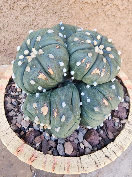 Astrophytum asterias - BIG Cluster! 6 Heads