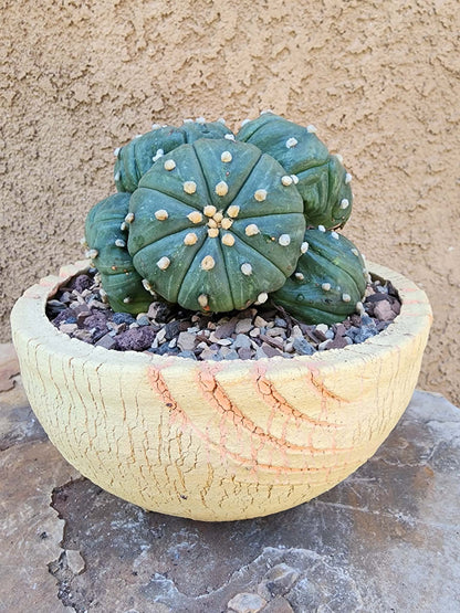 Astrophytum asterias - BIG Cluster! 6 Heads