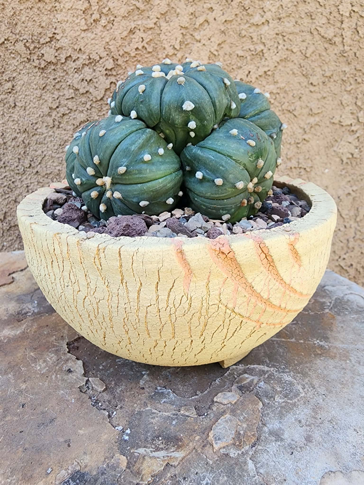 Astrophytum asterias - BIG Cluster! 6 Heads