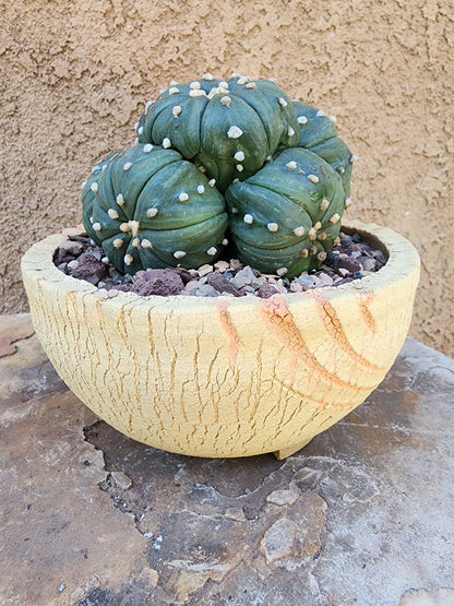 Astrophytum asterias - BIG Cluster! 6 Heads
