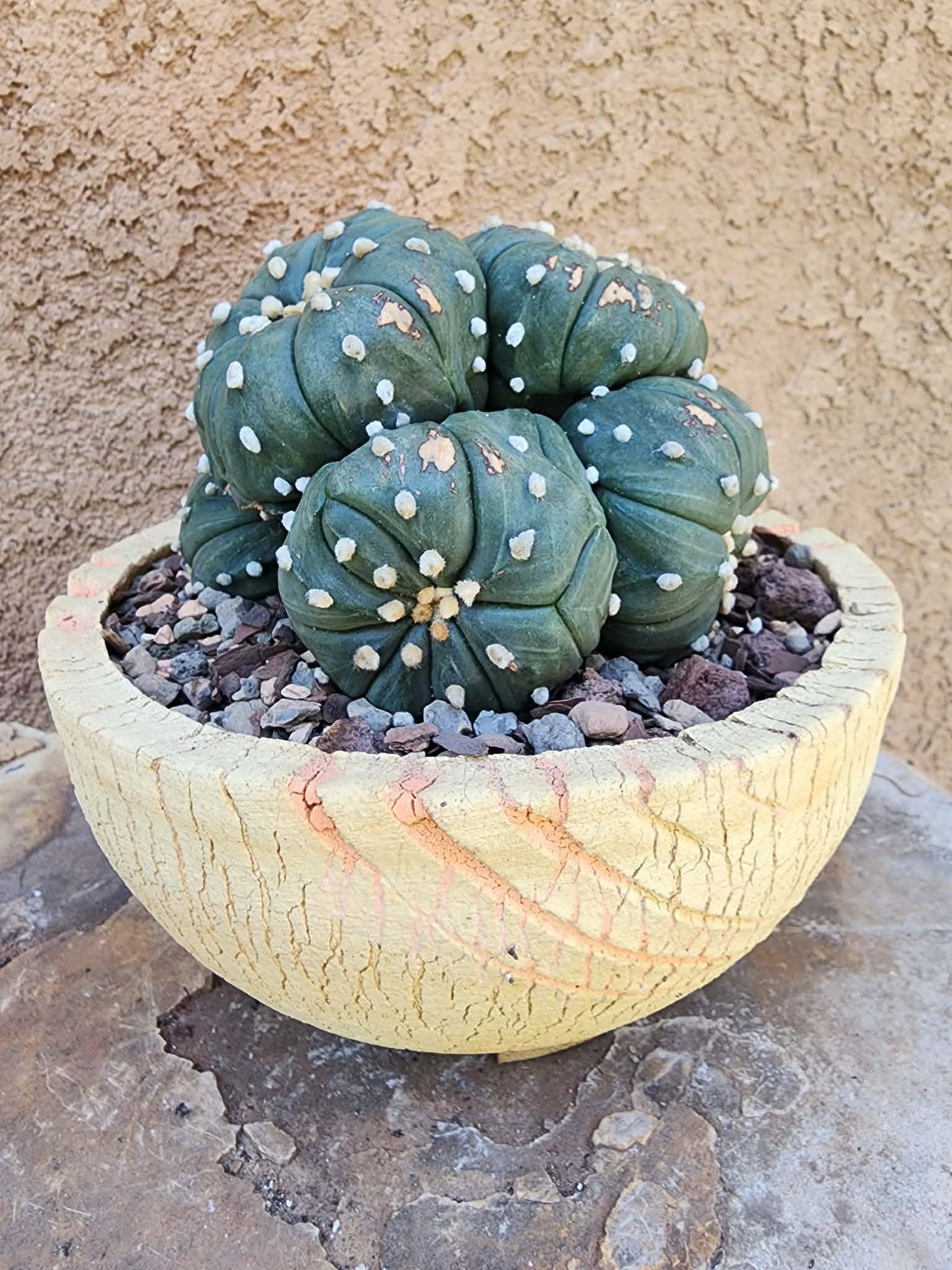 Astrophytum asterias - BIG Cluster! 6 Heads