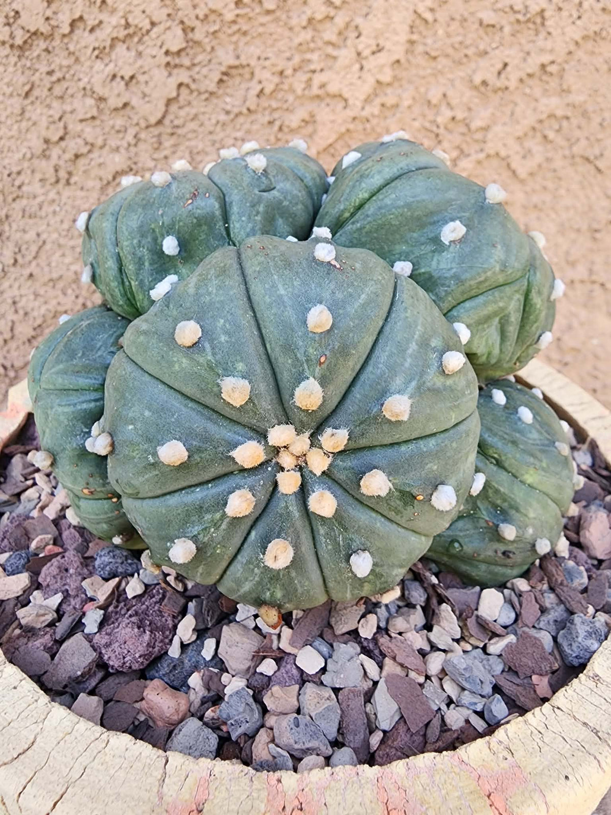 Astrophytum asterias - BIG Cluster! 6 Heads