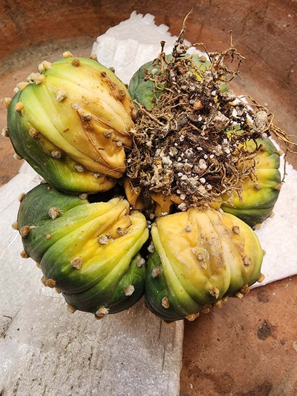 Astrophytum asterias - BIG Cluster! 6 Heads