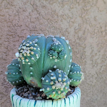 Astrophytum asterias - BIG Cluster! 5 Heads + Babies!