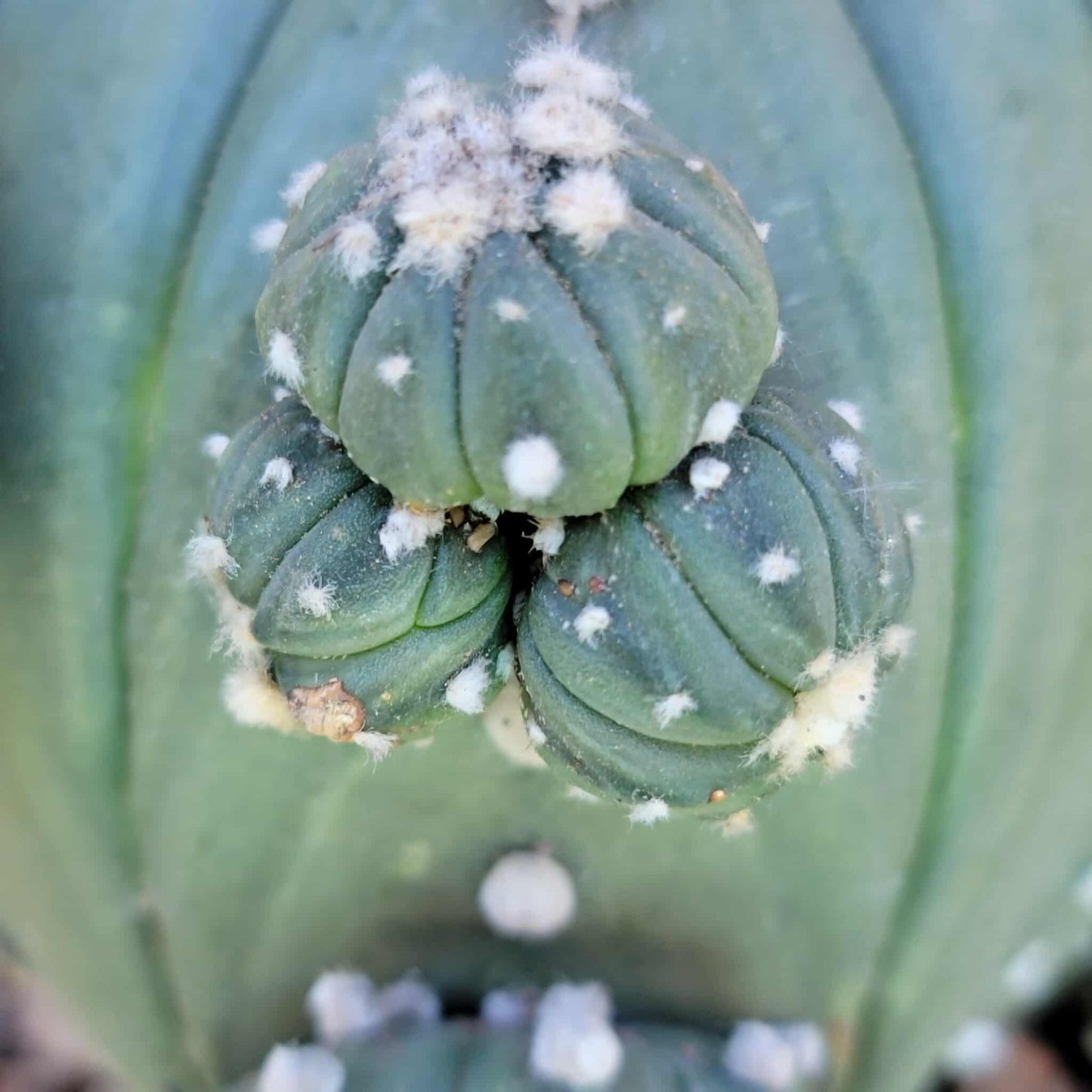 Astrophytum asterias - BIG Cluster! 5 Heads + Babies!
