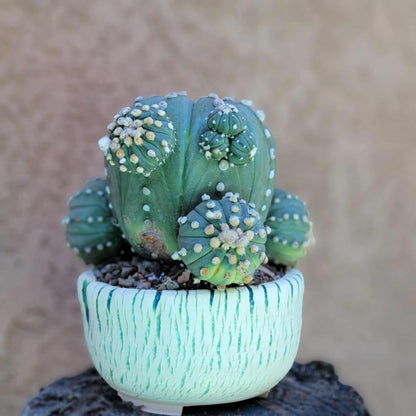 Astrophytum asterias - BIG Cluster! 5 Heads + Babies!