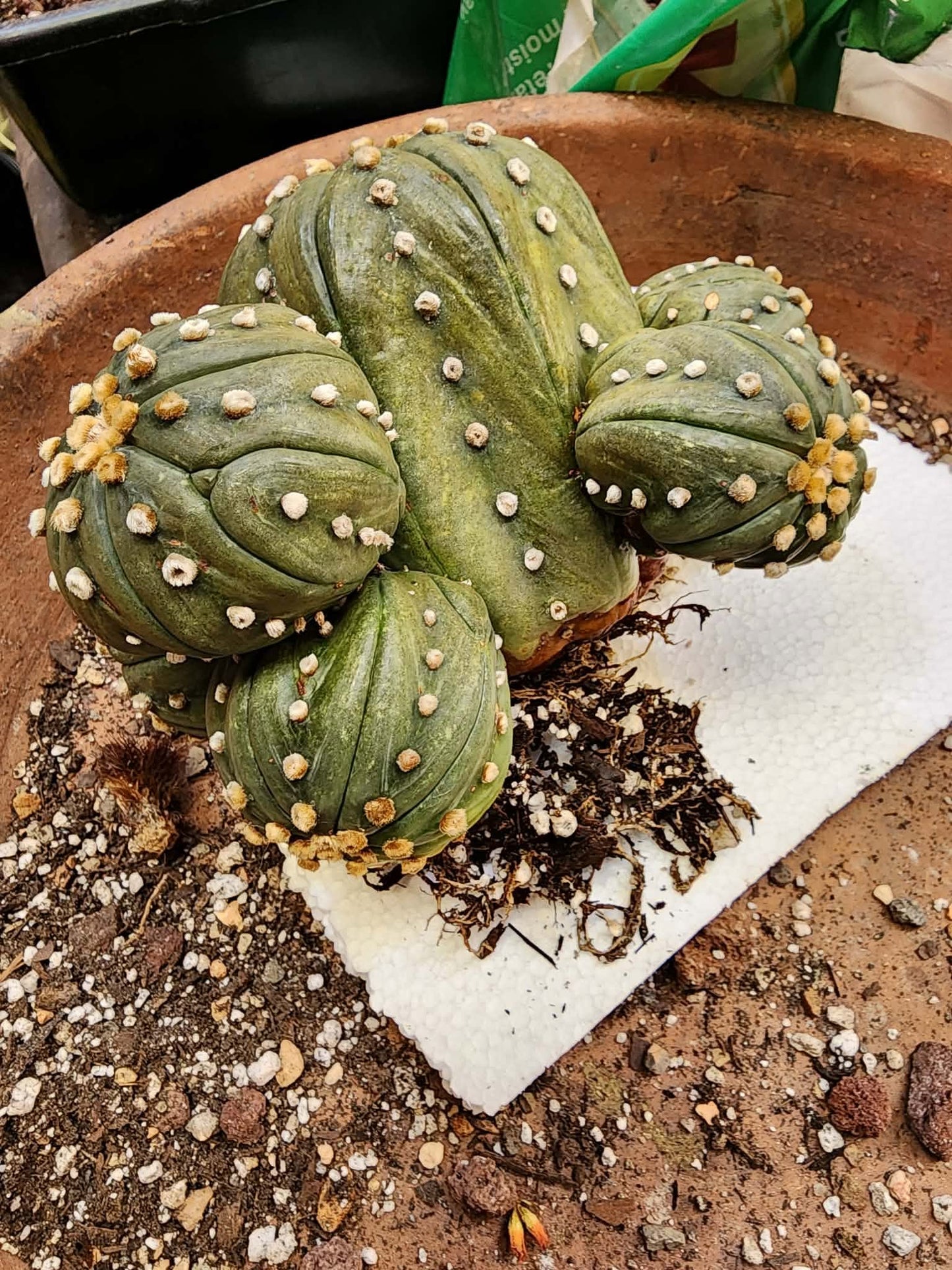 Astrophytum asterias - BIG Cluster! 6 Heads