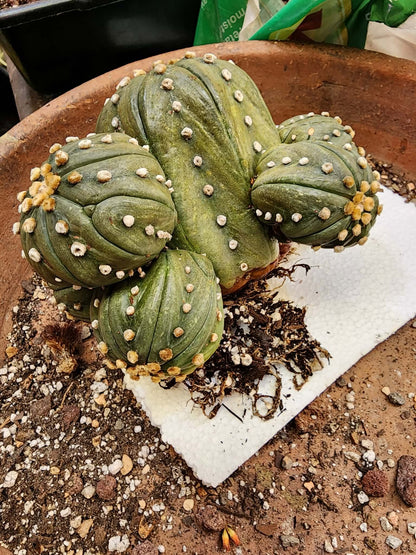 Astrophytum asterias - BIG Cluster! 6 Heads
