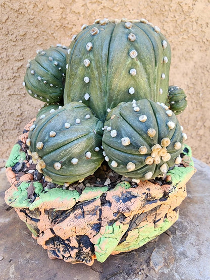Astrophytum asterias - BIG Cluster! 6 Heads