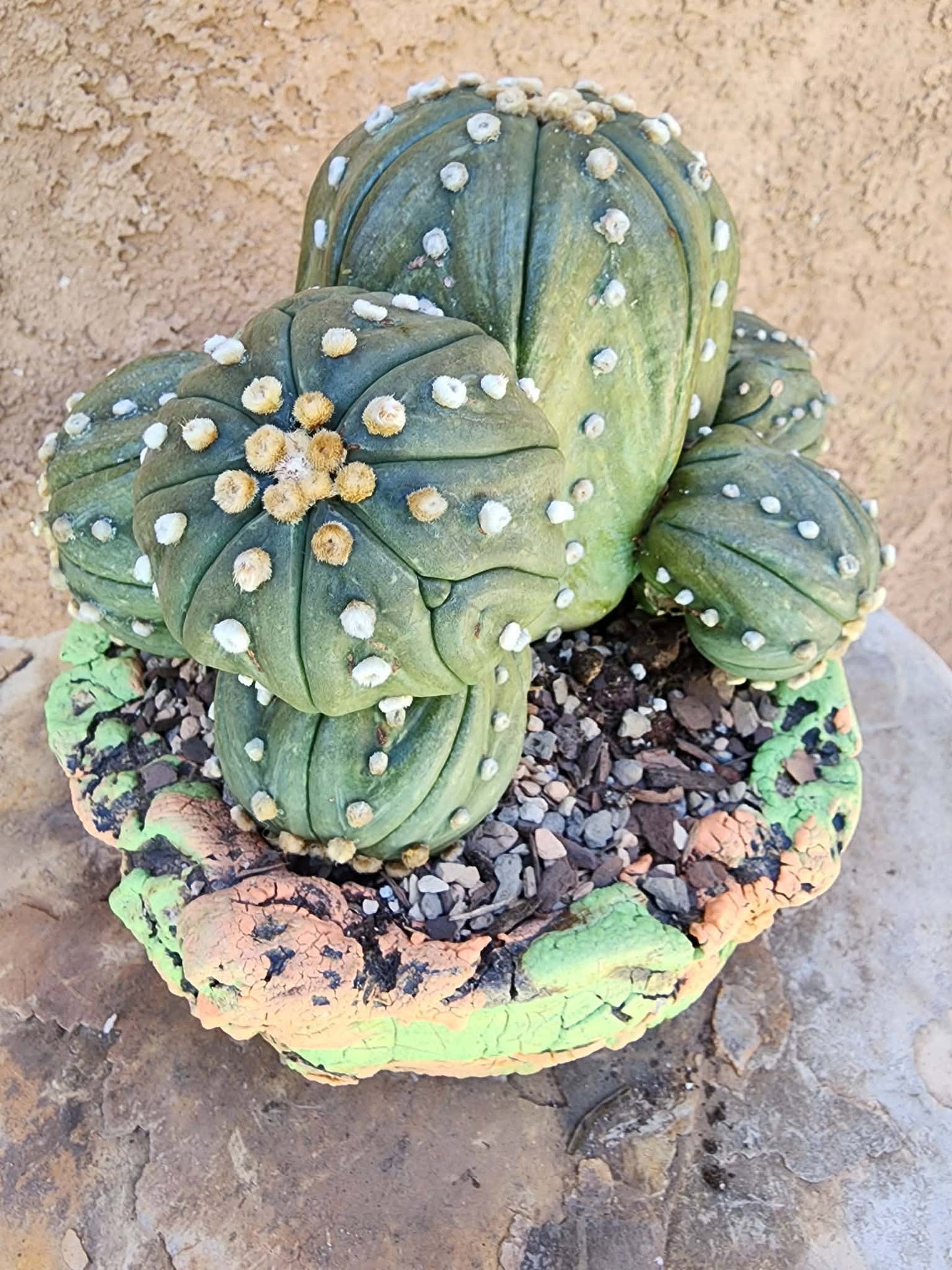 Astrophytum asterias - BIG Cluster! 6 Heads